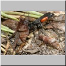 Anoplius infuscatus - Wegwespe 01a 10mm mit Wolfspinne.jpg